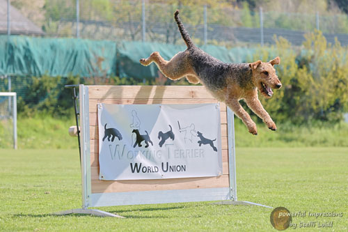 Airedale Terrier Zino von Haus Schirmer